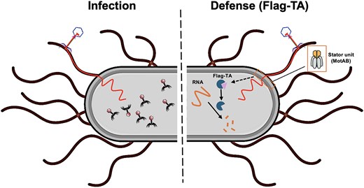 细菌免疫系统研究