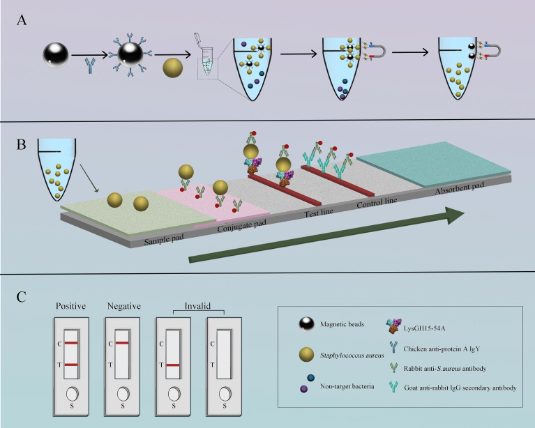 人类先天免疫起源研究